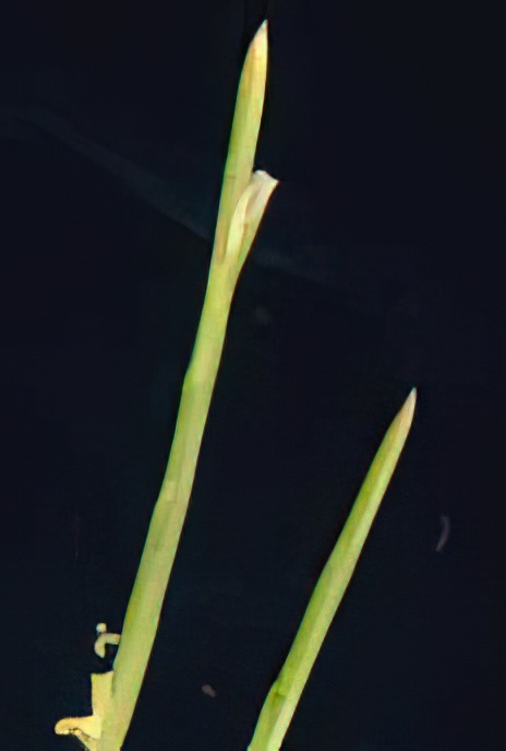 Sea Hard-Grass