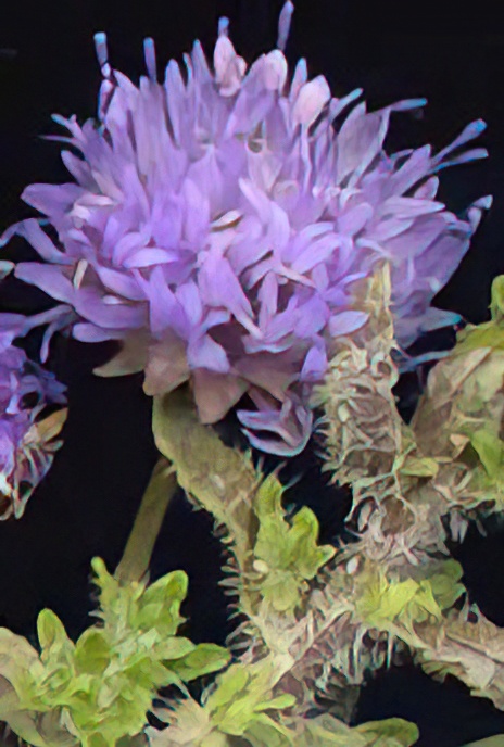 Sheep’s -bit (Scabious)