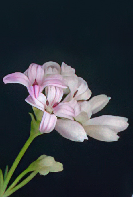 Squinancywort