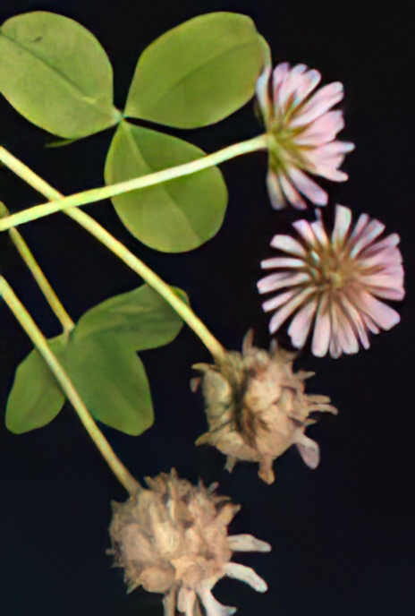 Strawberry Clover