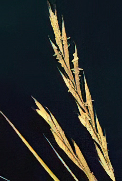 Tor-grass