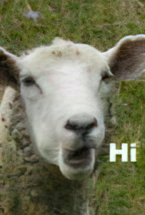 Sheep