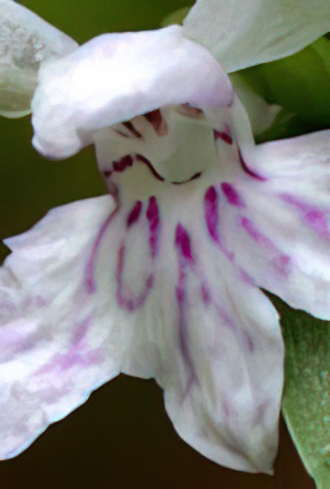 Common Spotted Orchid