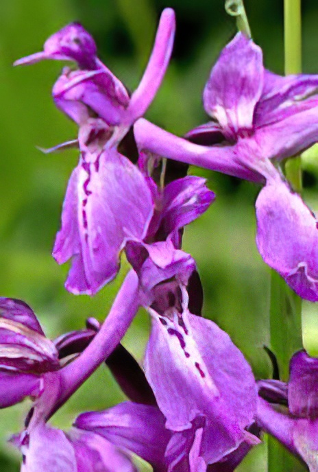 Early Purple Orchid