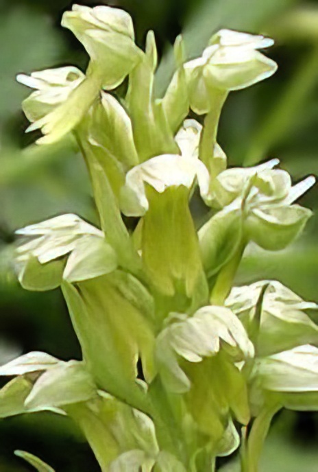 Frog Orchid