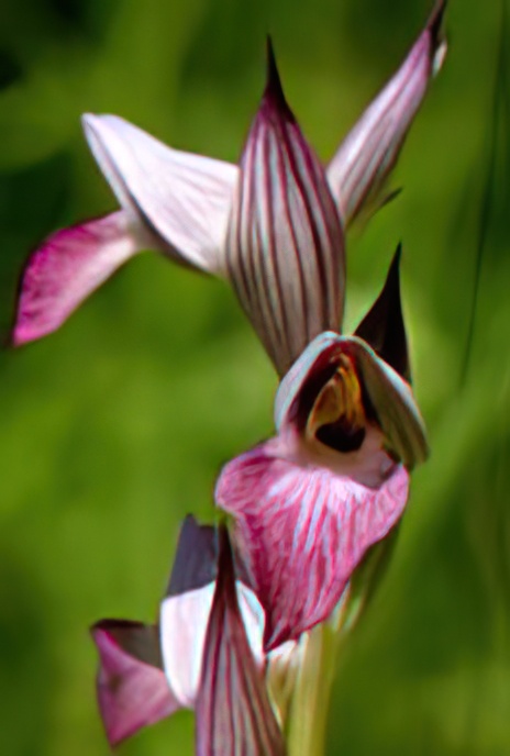 Tongue Orchid
