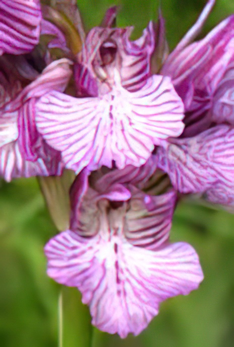 Pink Butterfly Orchid