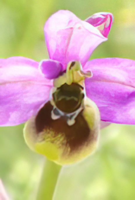 Sawfly Orchid