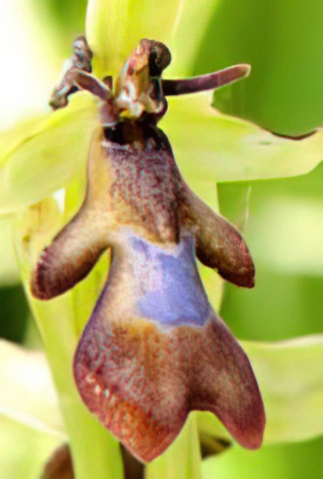 Fly Orchid