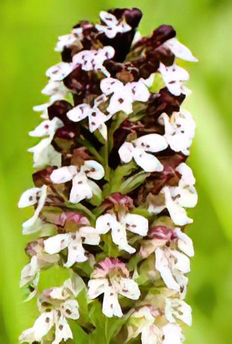 Burnt Orchid