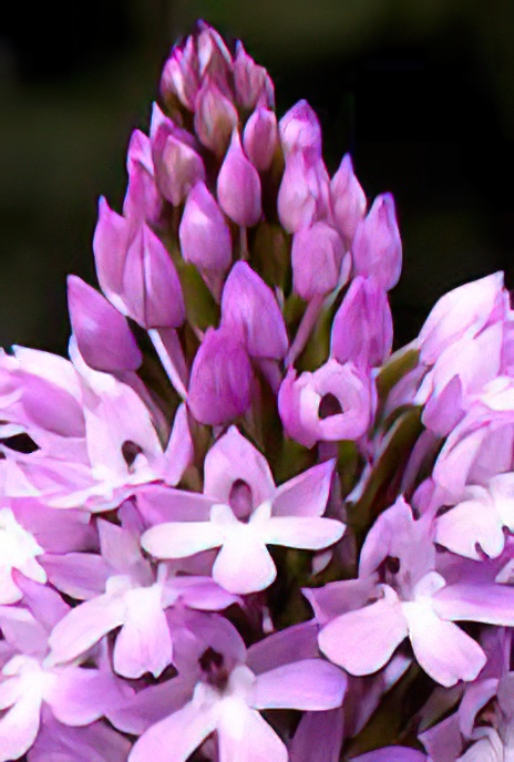Pyramid Orchid