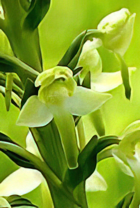 Greater Butterfly Orchid