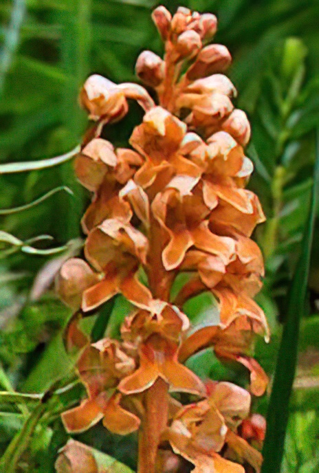 Bird’s-nest Orchid