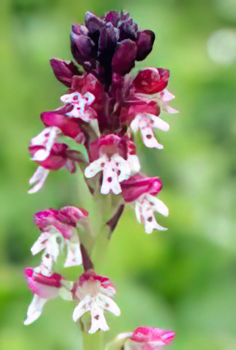 Burnt Orchid