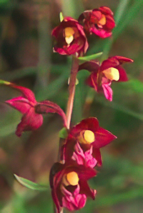 Dark Red Helleborine