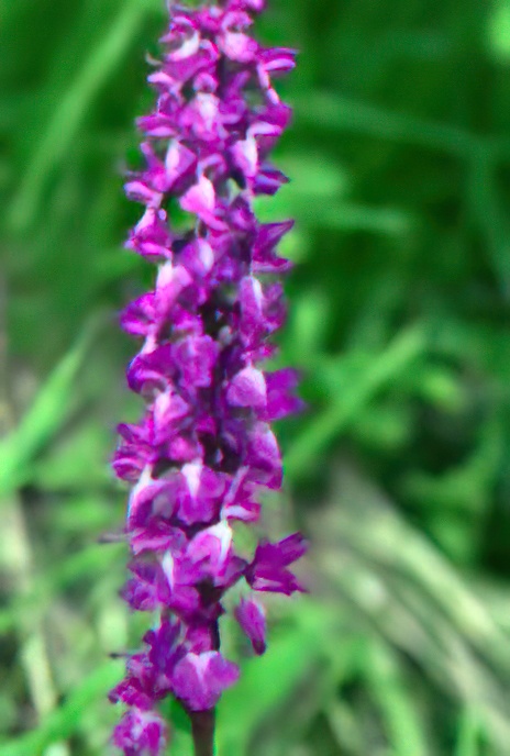 Early Purple Orchid