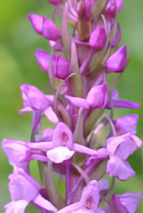 Fragrant Orchid