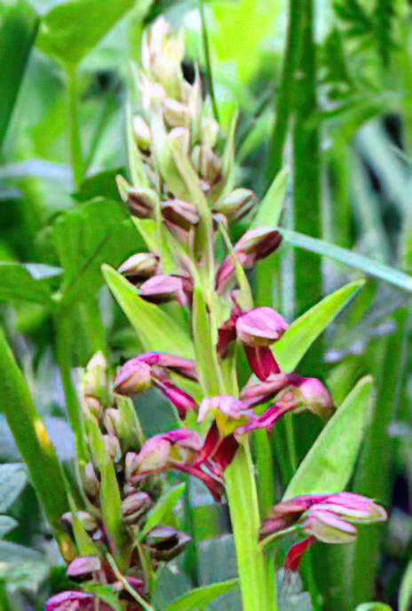 Frog Orchid