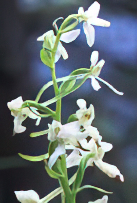 Lesser Butterfly Orchid