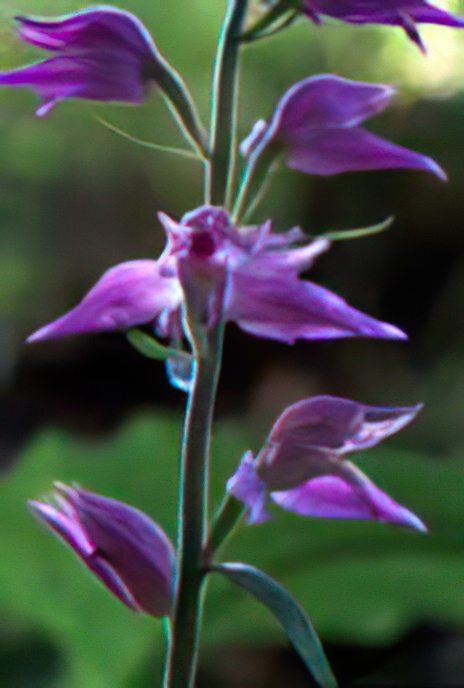 Red Helleborine