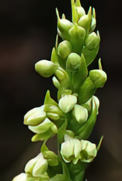 Small White Orchid