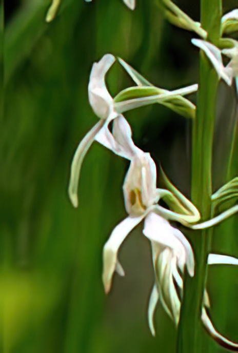 Lesser Butterfly Orchid