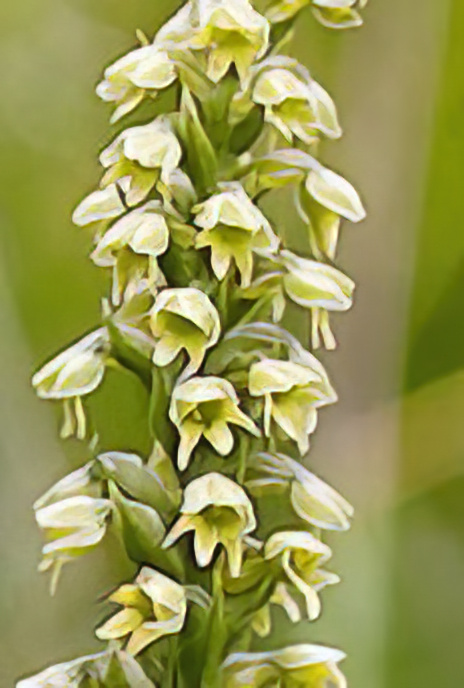 Small White Orchid