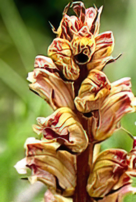Slender Broomrape