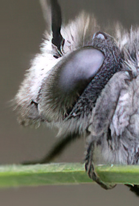Mining Solitary Bee