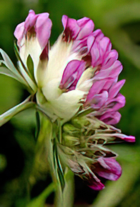 Mountain Kidney-vetch