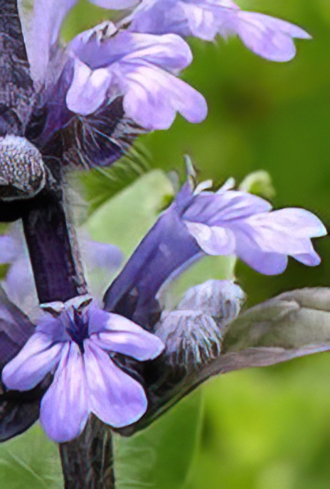 Blue Bugle