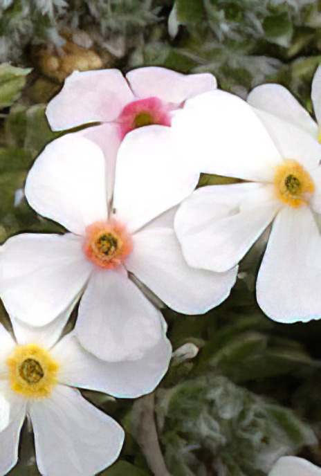 Rock-jasmine