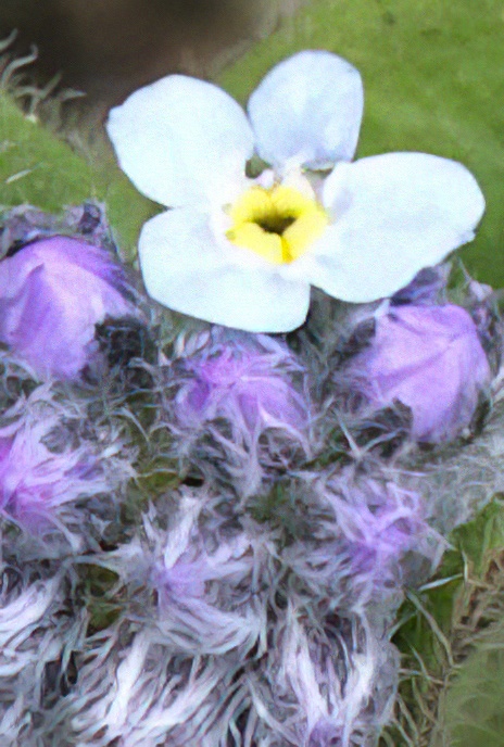 Alpine Forget-me-not