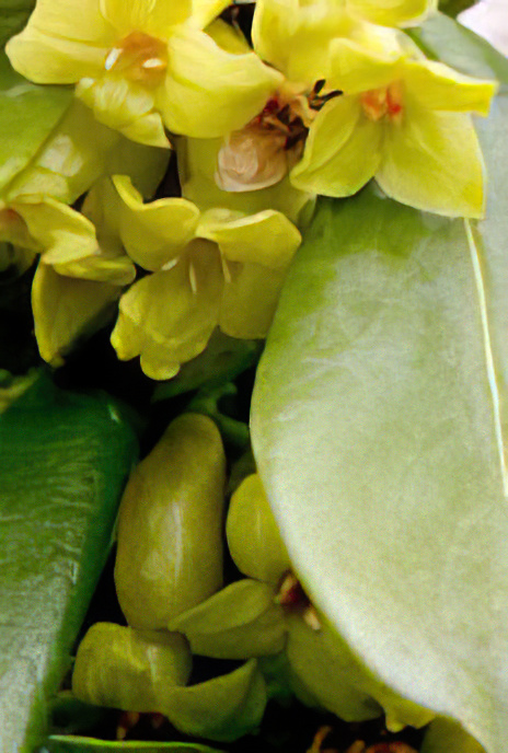 Dwarf Spurge Laurel