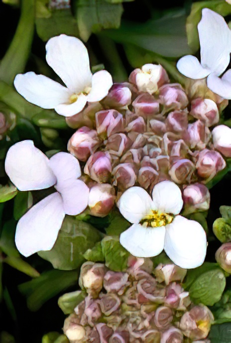 Fleshy Candytuft
