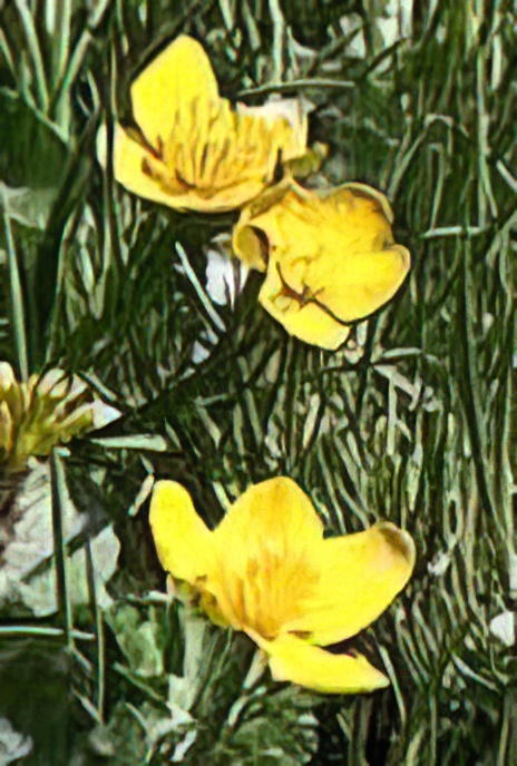 King Cups or Marsh Marigold