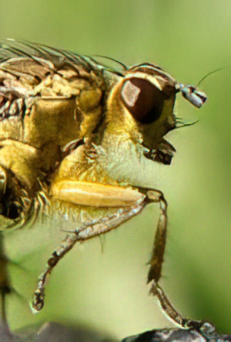 Yellow Dung-fly