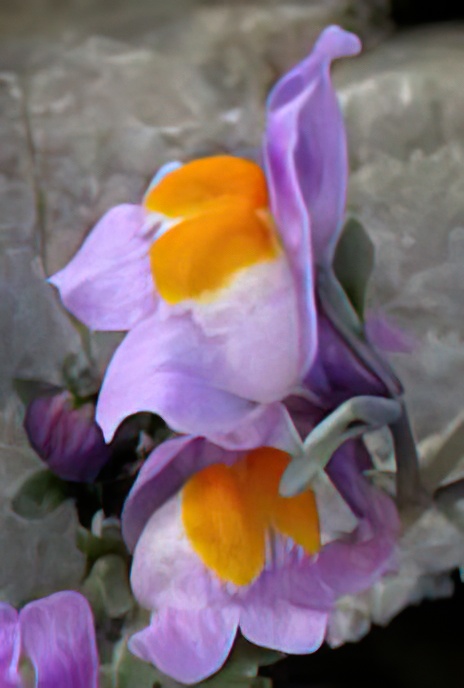 Alpine Toadflax
