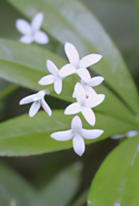 Sweet Woodruff