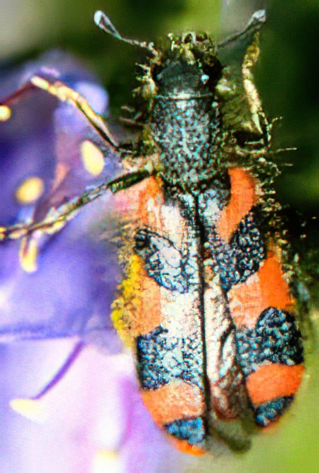 Soldier Beetle