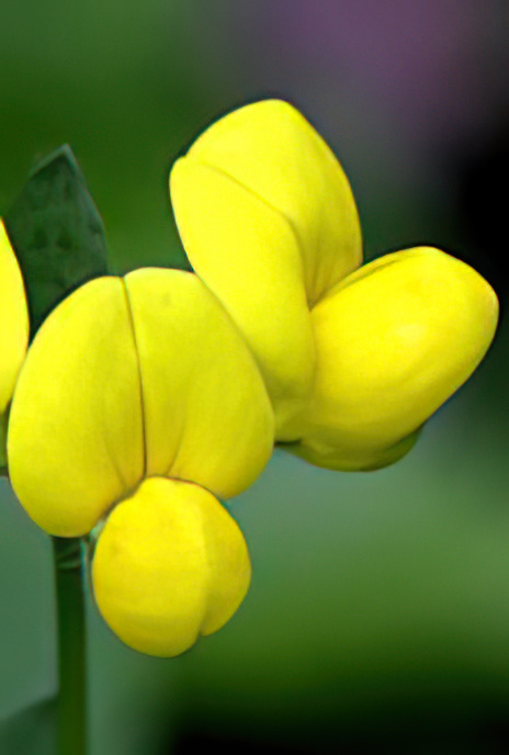 Common Bird’s-foot-trefoil