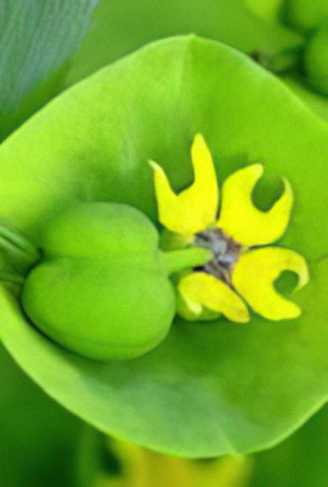 Petty Spurge