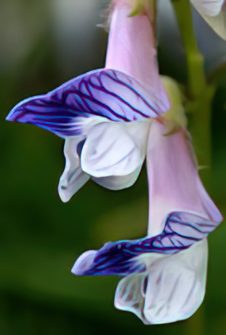 Wood Vetch