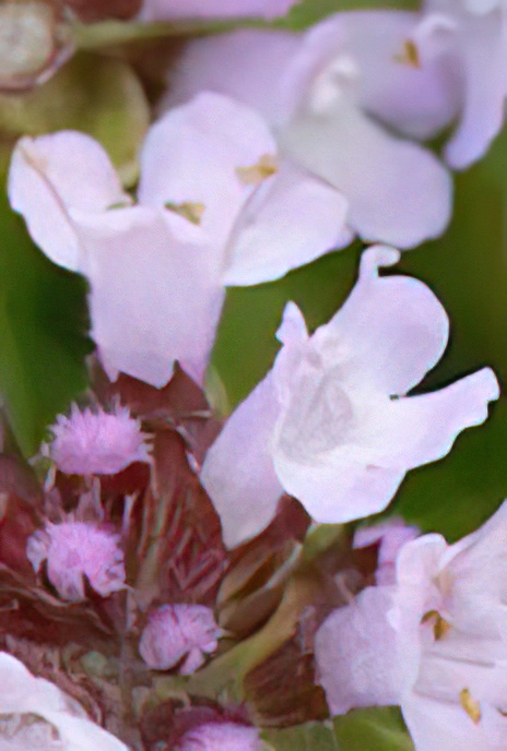 Wild Thyme