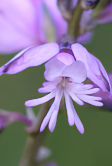 Common Milkwort