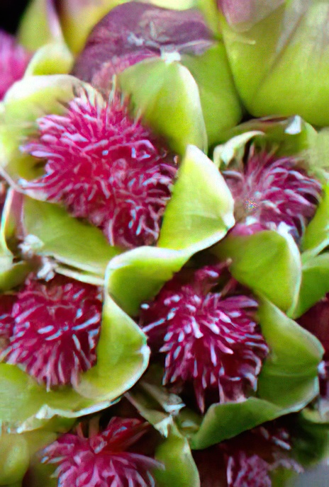 Salad Burnet