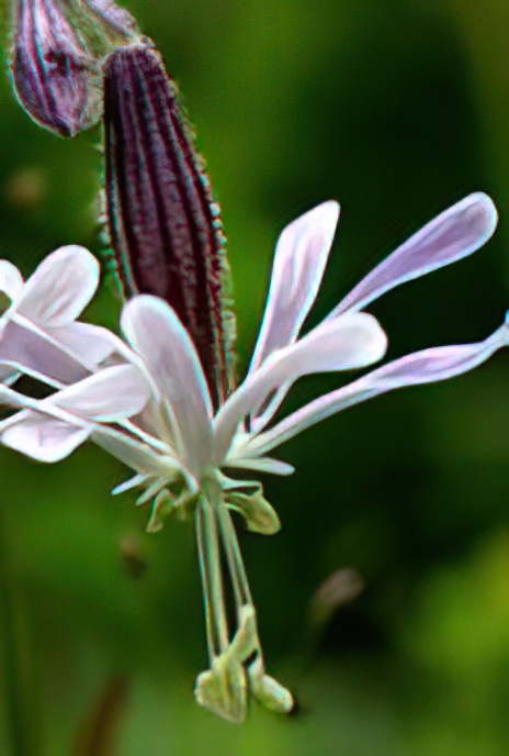 Nottingham Catchfly