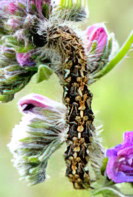 Jersey Tiger Moth