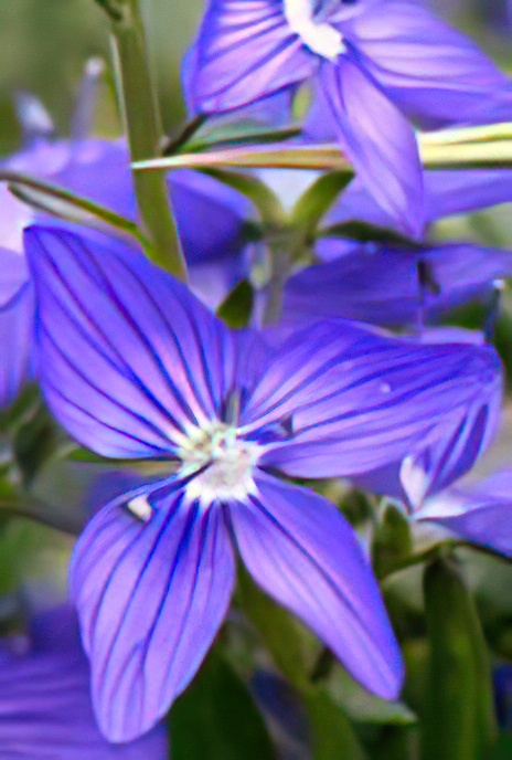 Austrian/Hungarian Speedwell