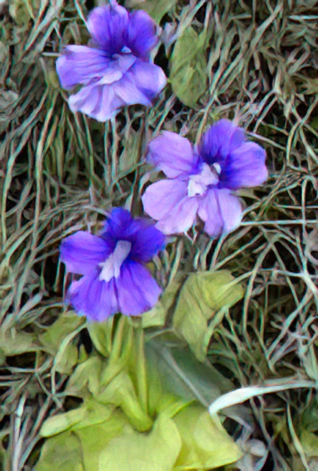 Large-flowered Butterwort